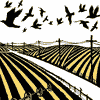 nm05-field