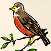 red-bat-american-robin-thank-you-card