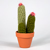 shannon-gerard-cactus-medium-trio