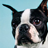 show-dogs