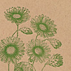 slk6-in-sympathy-flowers-natural-card