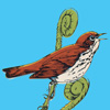 tinymeat-blue-thrush-new-wallet
