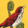 tm_thrush_passport_yellow