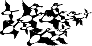 birds