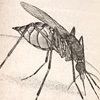wicked-bugs-book
