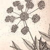 wicked-plants-book